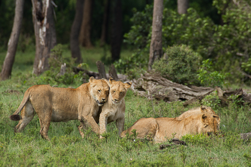 La famille de lion montre son affection à la lionne qui va mettre bas