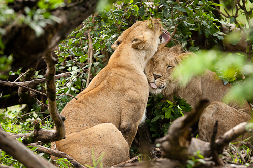 Témoignage d'affections des lions d'une précedente naissance
